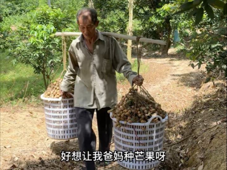 天不亮就跟71岁的爸妈上山摘龙眼，三个人哼哧干一天，猜猜一共赚