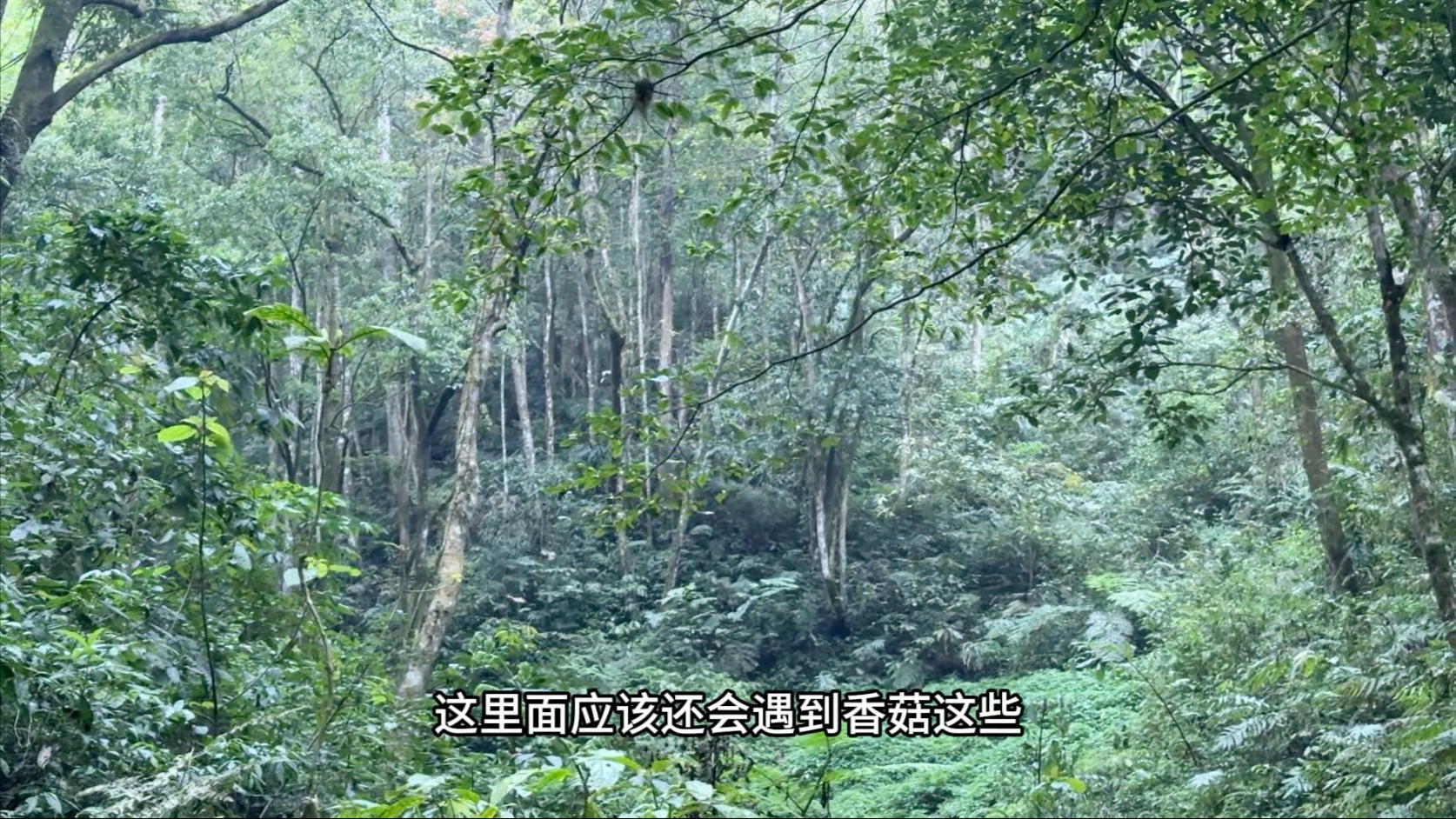 做梦都在想捡鸡枞，先去找点边角料菌过过瘾