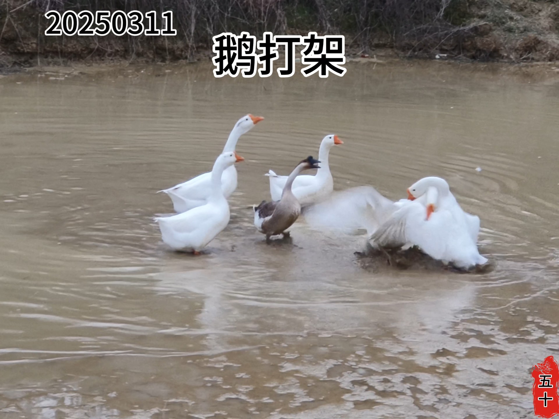 20250311：鹅也会打架。#农村生活 #大鹅