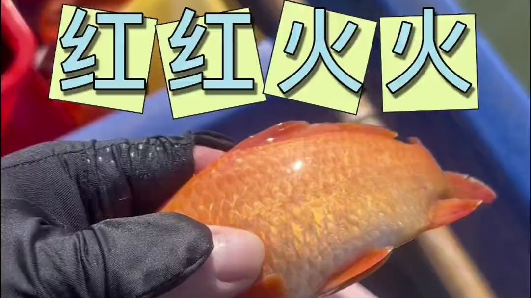 今天的鱼也太多了三农 #真实户外 #农村生活 #我的乡村生活