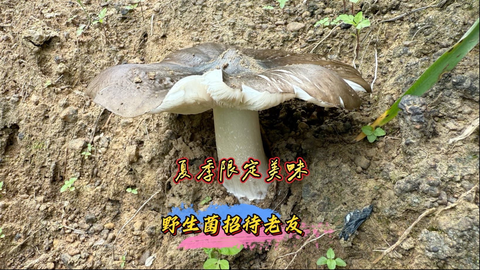 有朋友远方来，先拿杂菌给他试试