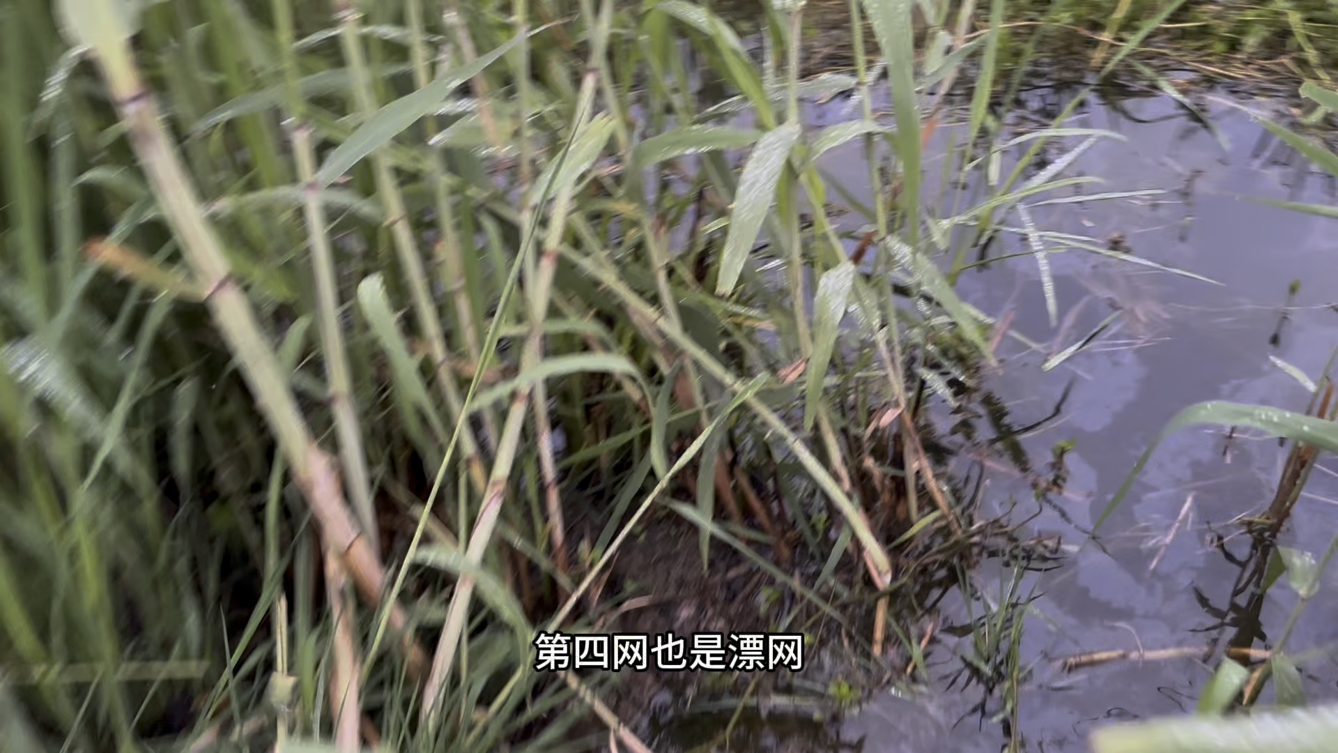 70条网的收获