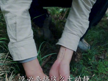 上山识草药
