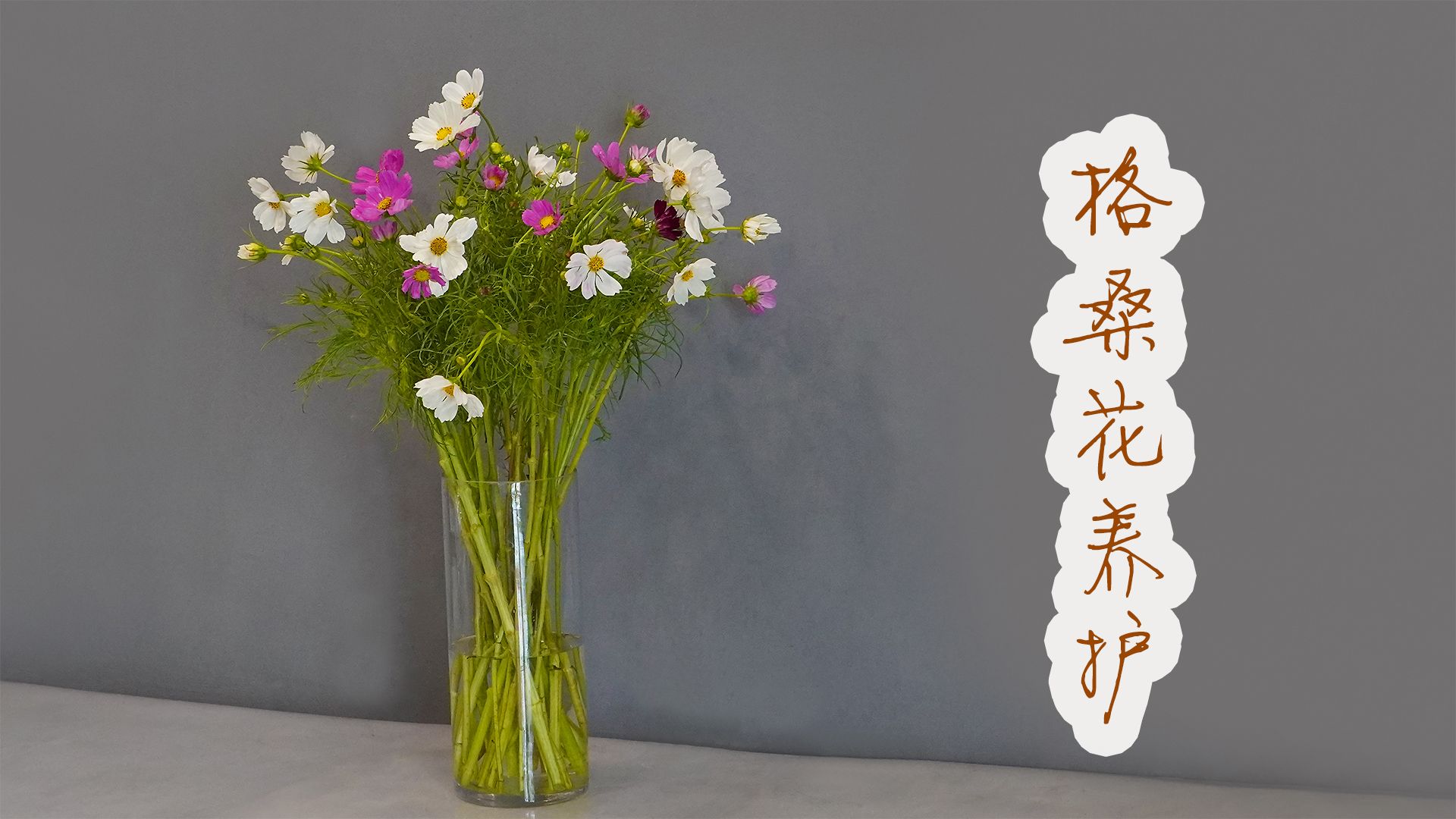 格桑花波斯菊鲜切花的养护处理/网购鲜花处理养护篇30【大叔