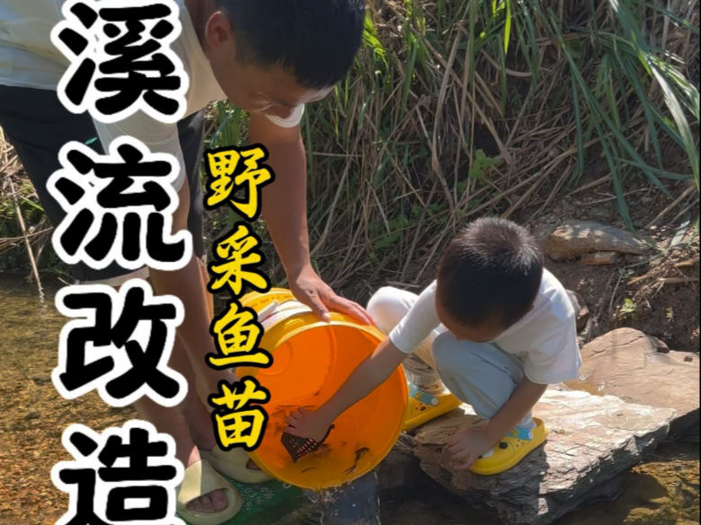 今天给门前的小溪流野采放点鱼苗，没想到上次鰟鮍很多的水坑居