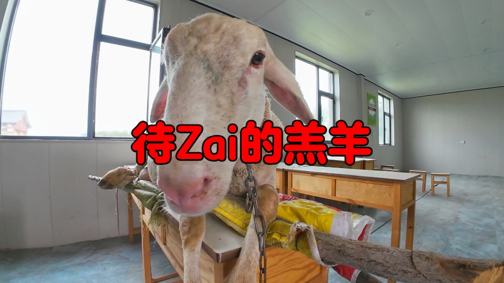 羊不吃不喝整天睡觉，砖家说它缺火烤烤就好了……