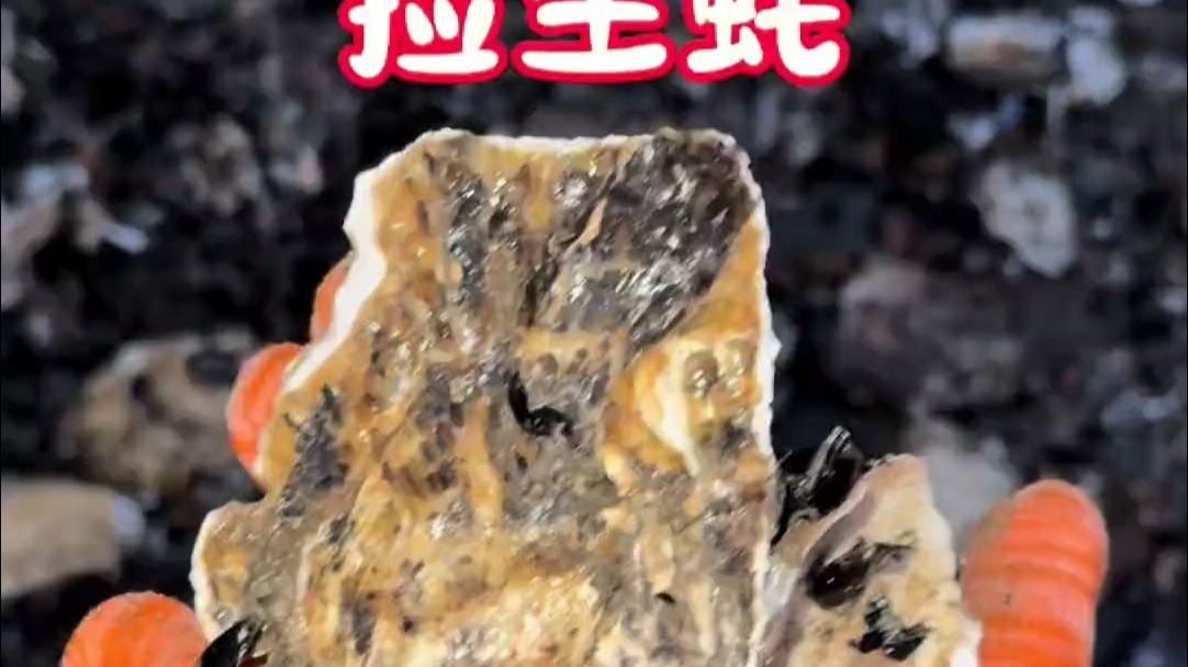 在海岛实现生蚝自由