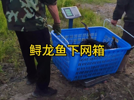 鲟龙鱼入网箱，静待丰收喜洋洋。