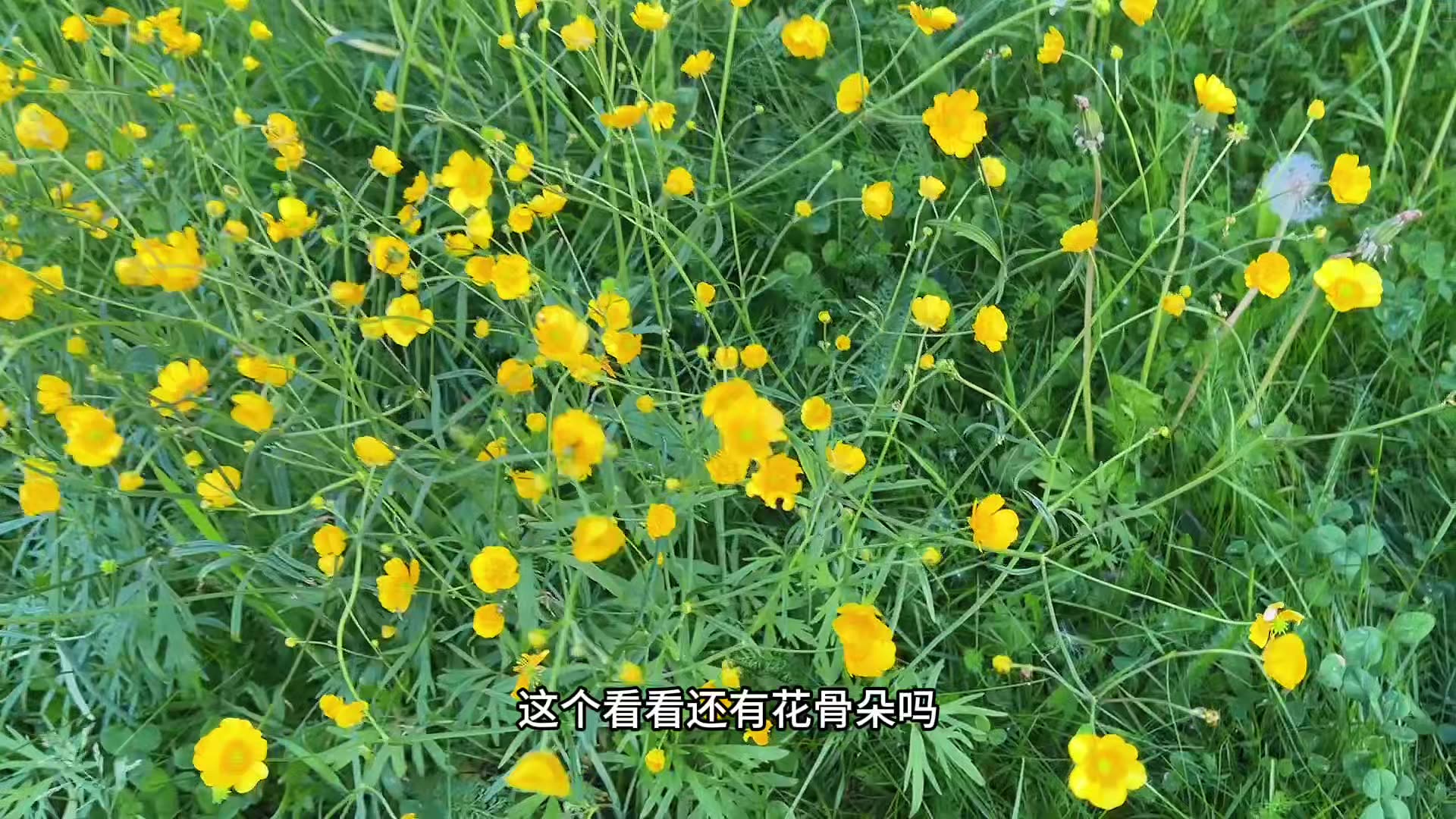 傍晚九点出门采野花