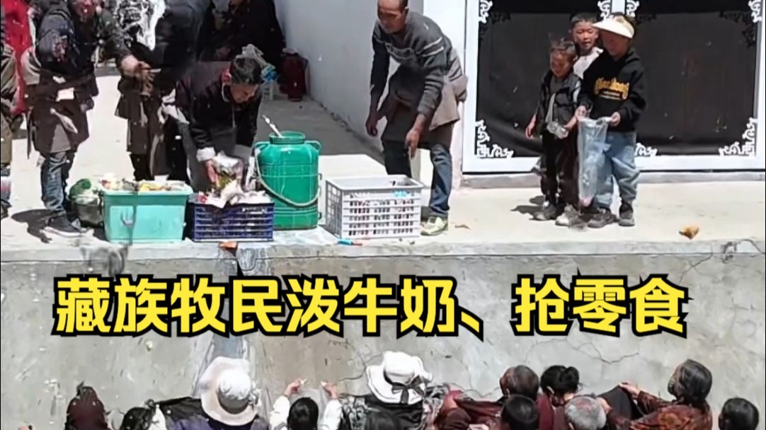 藏族牧民泼牛奶、抢零食