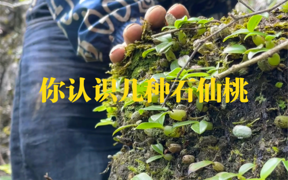 你认识几种石仙桃？石仙桃也叫石橄榄、果上叶，浮石斛。
