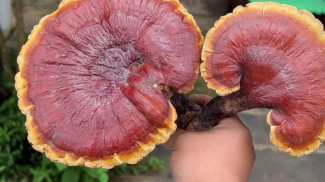 奶浆菌大爆发