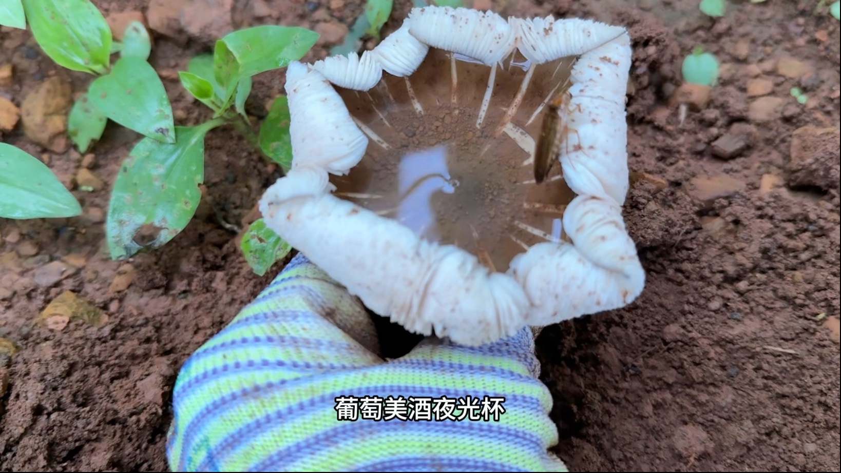 第二波鸡枞开始出了，大丰收的日子不远了