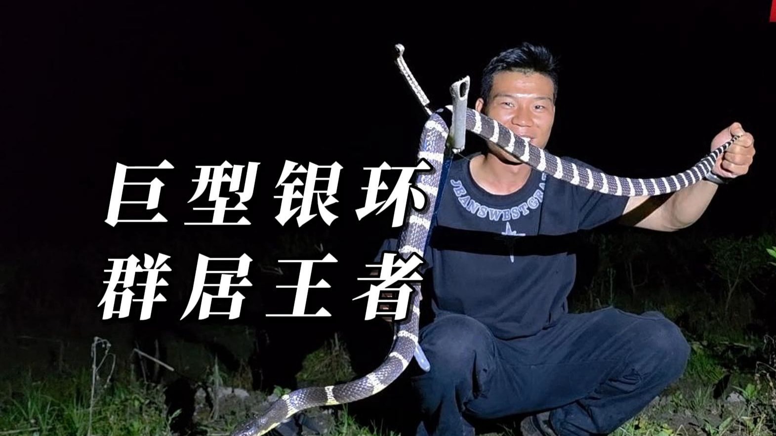 荒田惊现2米巨型大银环，会主动攻击，被咬中半小时躺ICU不是开玩