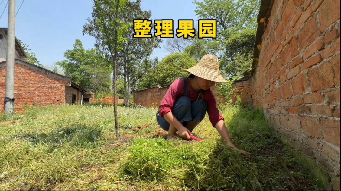 果园的草长高了，夫妻两花一天时间整理，再给果树盖上防草布