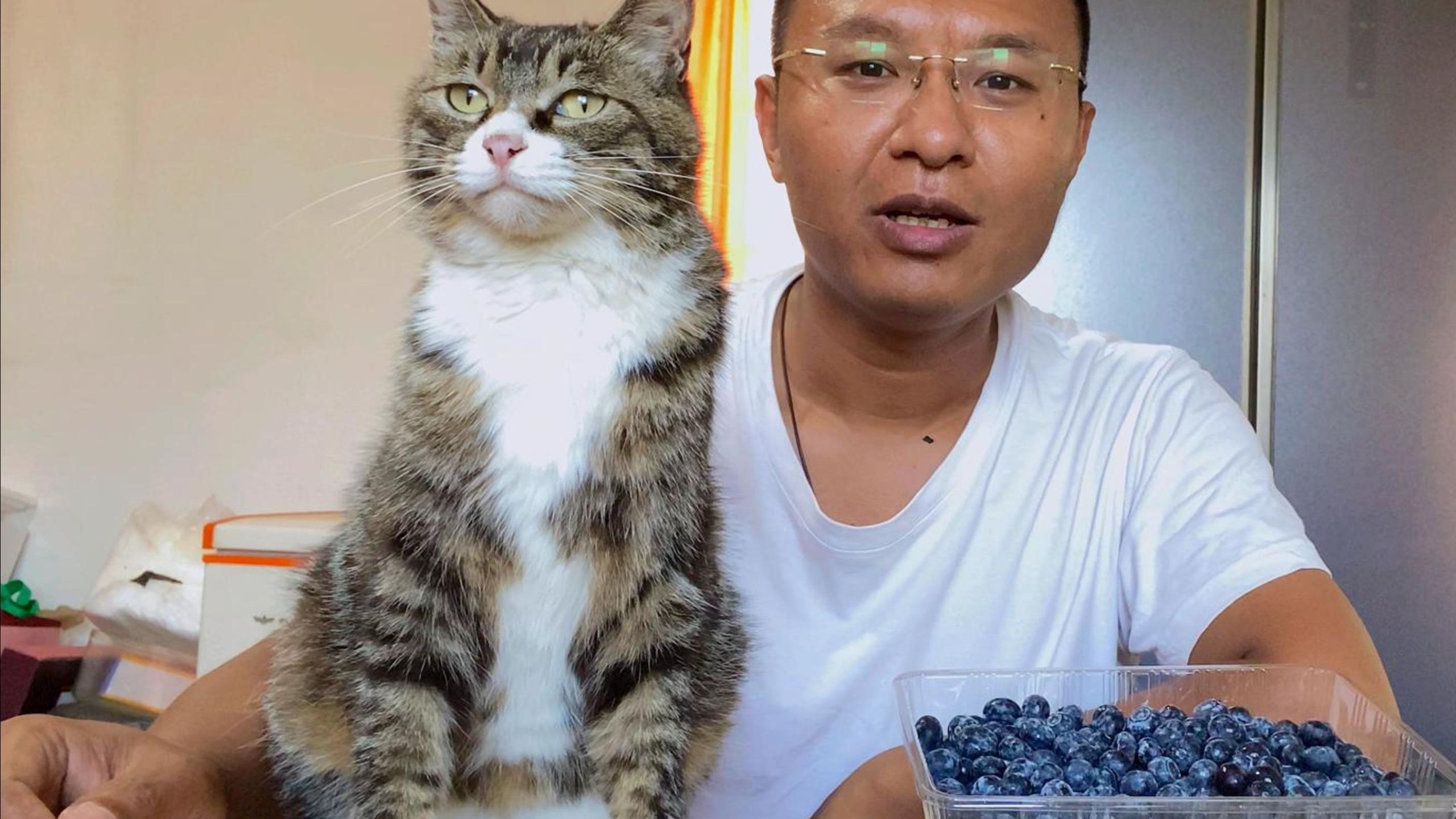 喂，妖妖灵嘛，这里有人强迫一只小猫咪上班