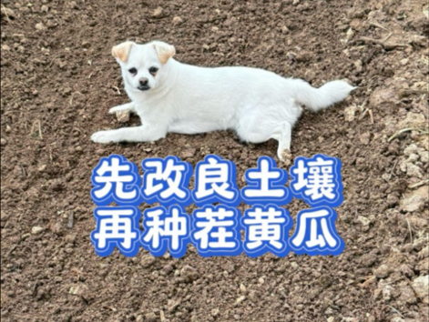 先改良土壤，再种茬黄瓜