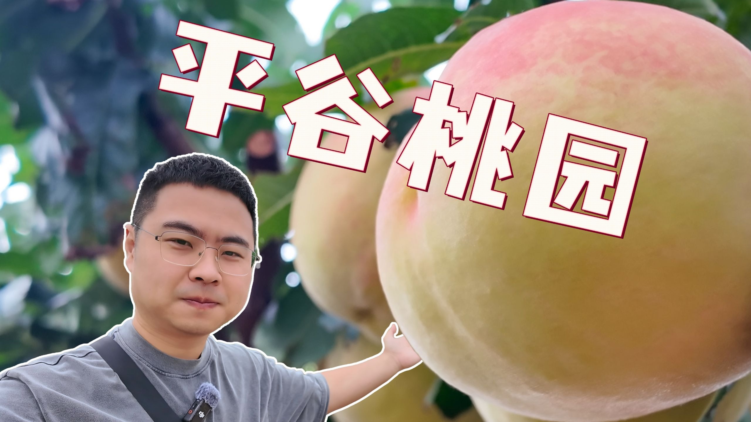 出息了，我吃到了100块钱一斤的大桃子？！