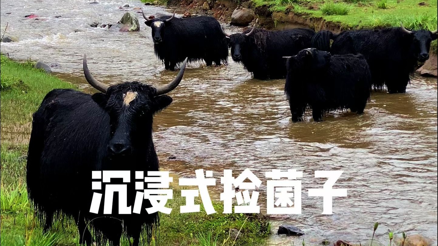 远离喧嚣，一头扎进山林疗愈I沉浸式捡菌子Vlog