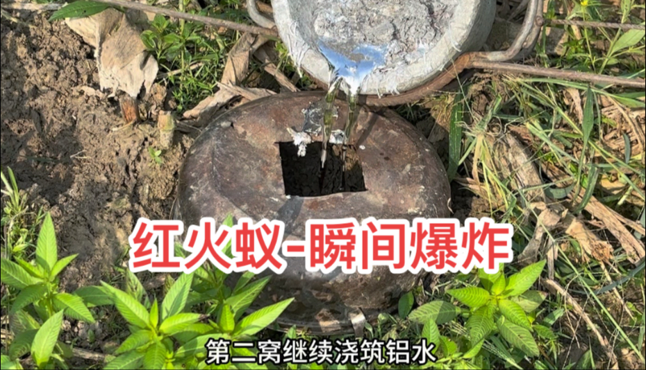 红火蚁疯狂咬人！小伙浇筑1200度铝水，红火蚁窝瞬间爆炸