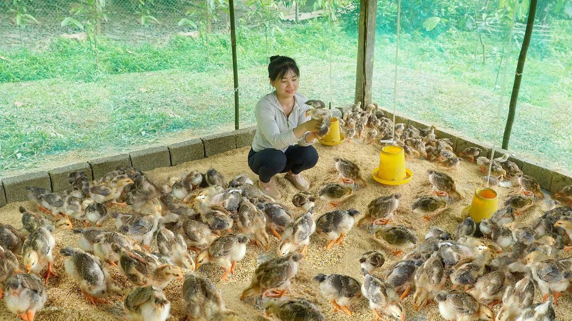 翻新和建造鸡舍以饲养许多鸡
