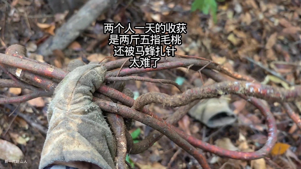 有人说挖山货很赚钱，是真的吗？今天两个人转了几个山头挖了两斤