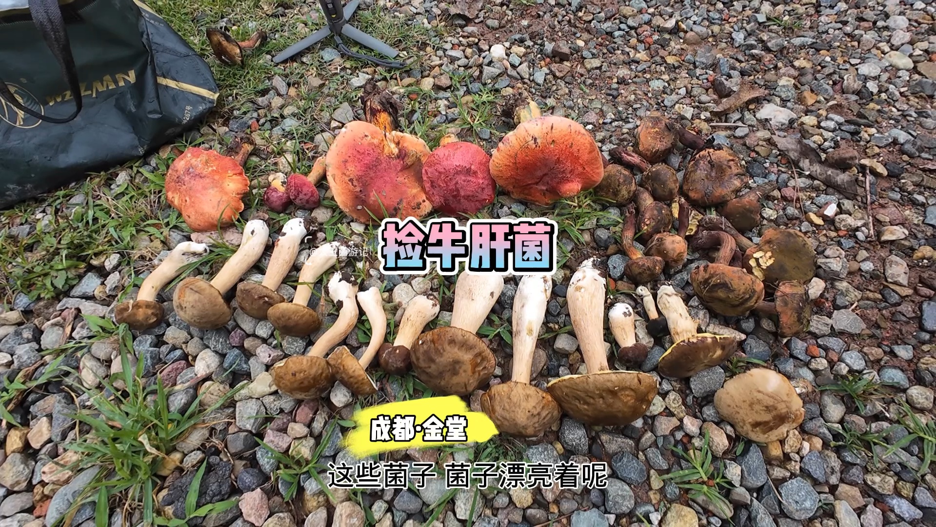 去成都金堂捡牛肝菌啦