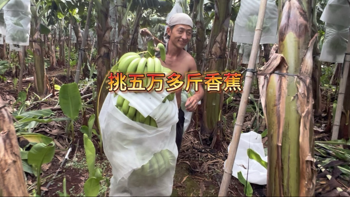 舅妈人最小，挑的都是最大的，不容易呀，天气热，大家都辛苦了