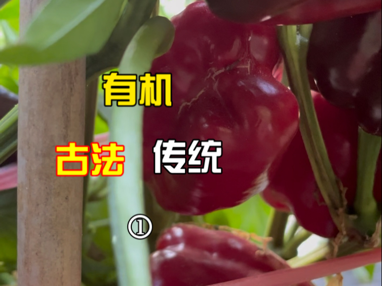 我们正在用符号喂养生活