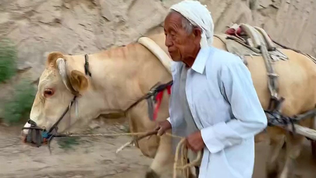 大爷今年74岁，身体依然硬朗，耕种40余亩，依旧用这种最原始的牛耕