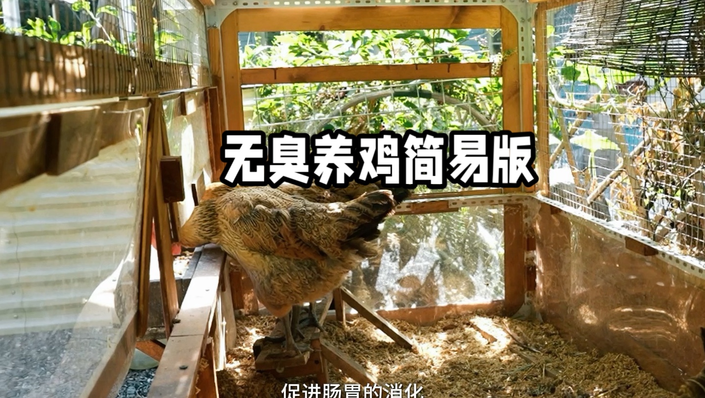 无臭养鸡，一劳永逸