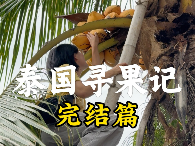 泰国寻果之旅即将结束了，在这里寻找到了很多水果，也遇到了很多