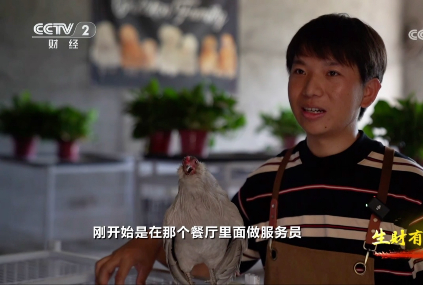 我靠养鸡上央视啦，感谢大家一直以来的支持和帮助