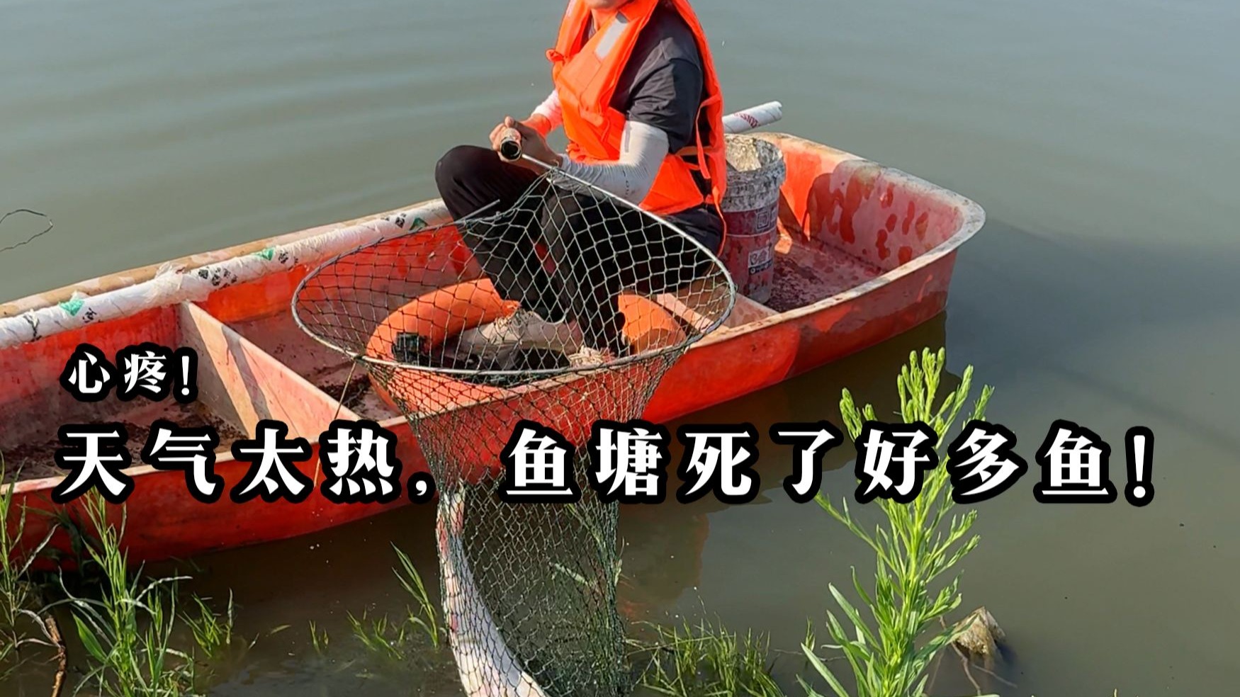 90后夫妻回村生活包了个鱼塘之死了好多鱼