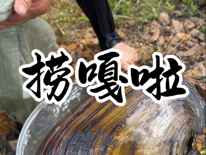 今天去江岔捞嘎啦，也叫河蚌，不知道你们都叫啥，反正我是吃美了。