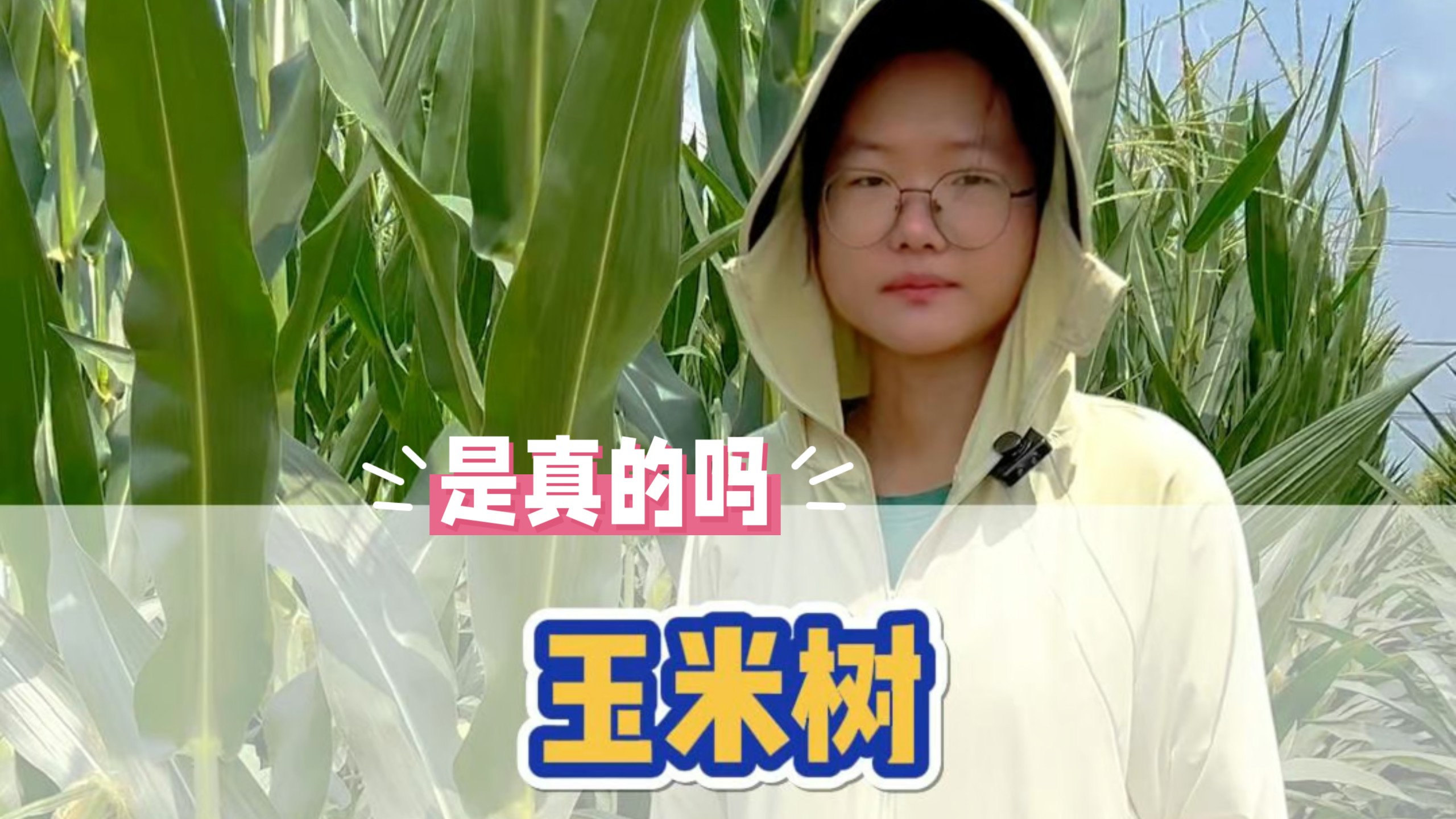 很多穗的玉米是真的吗？