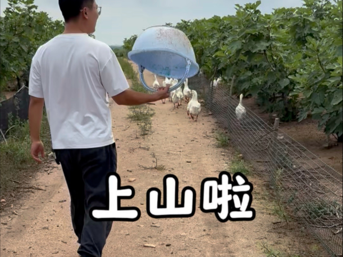 今天上山来摘无花果了啦，果园里还收留了5只小流浪猫，有一只和