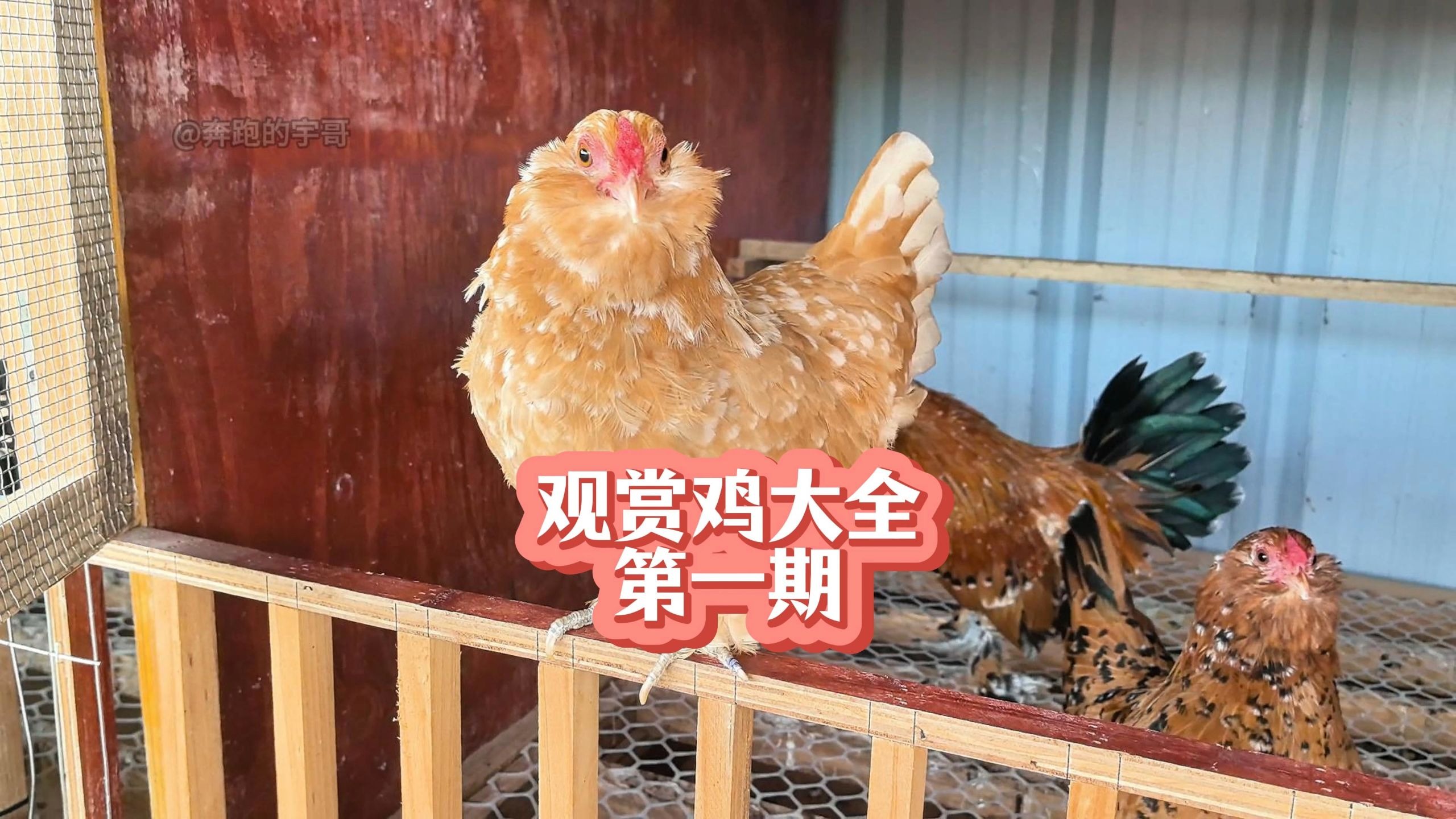 养了一年的观赏鸡，带大家来看看我都养了那些品种（第一期）