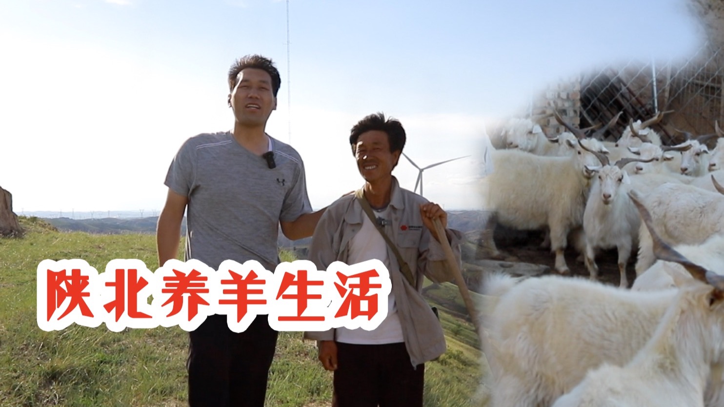跟着陕北二后生,看陕北横山养羊人的一天，是咱庄稼人最真的模