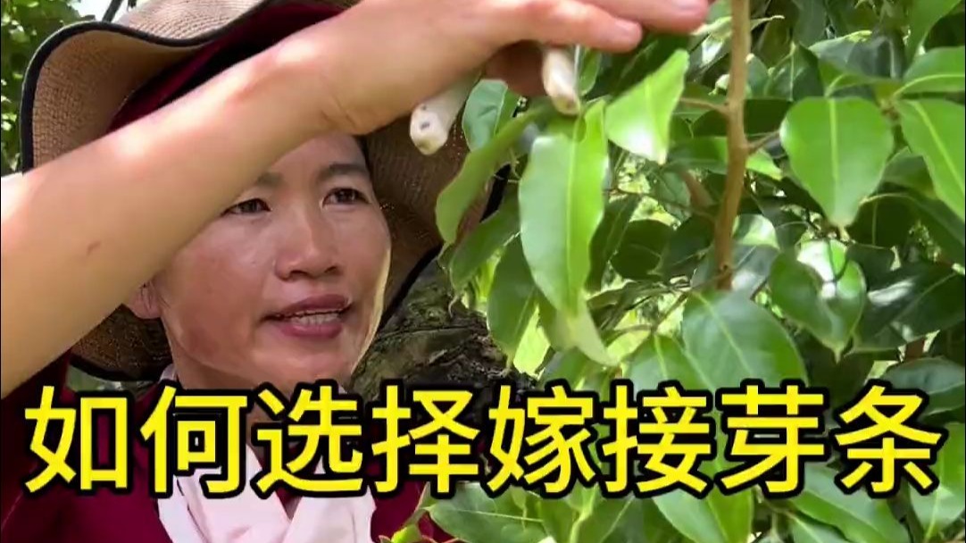 如何选择嫁接芽条# 嫁接技术