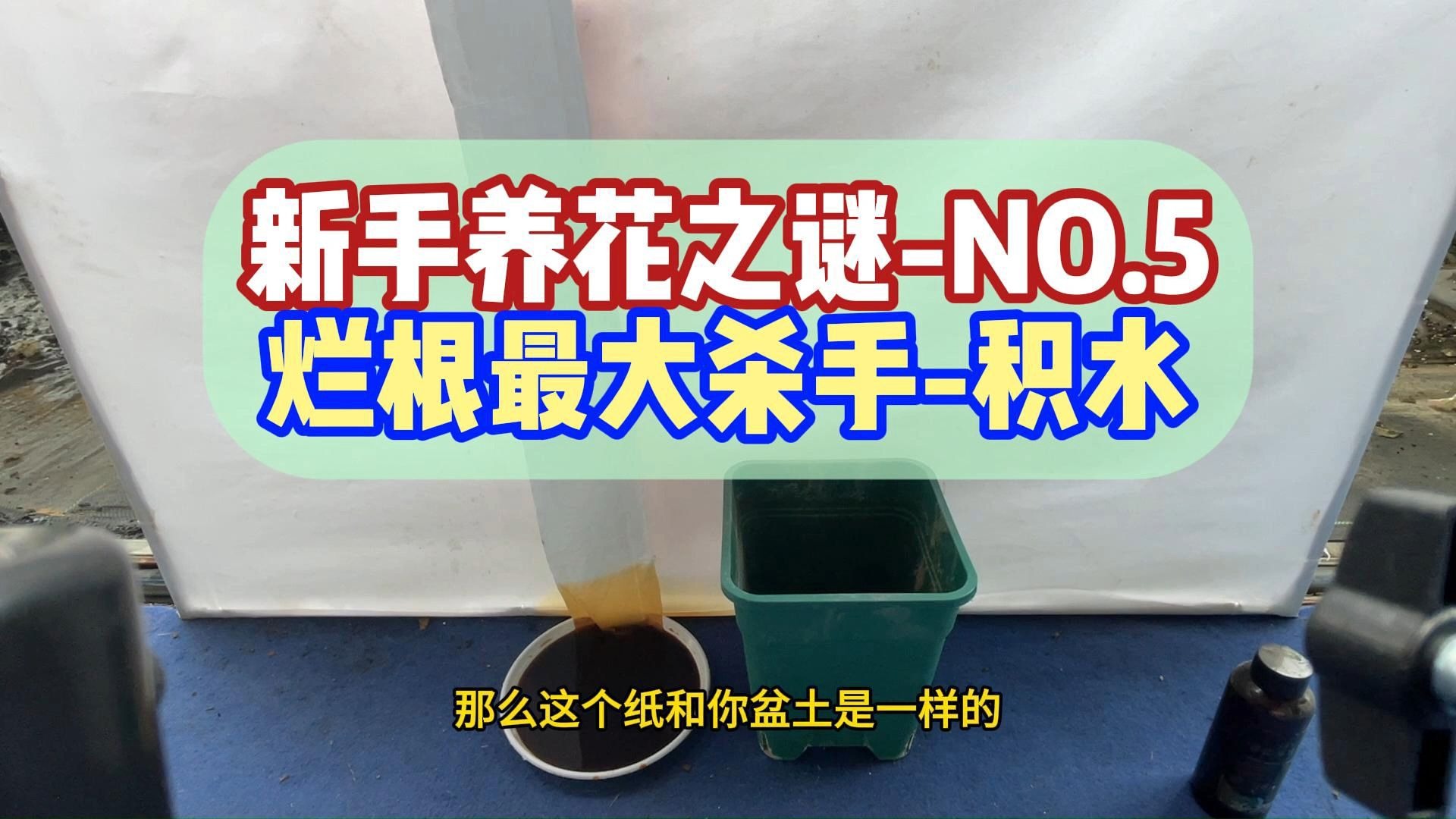 养花最大的杀手就是积水