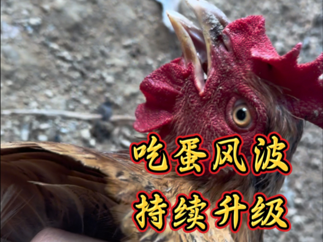 吃蛋事件再次发生，幕后真凶依然逍遥法外。抓捕行动方案确定#