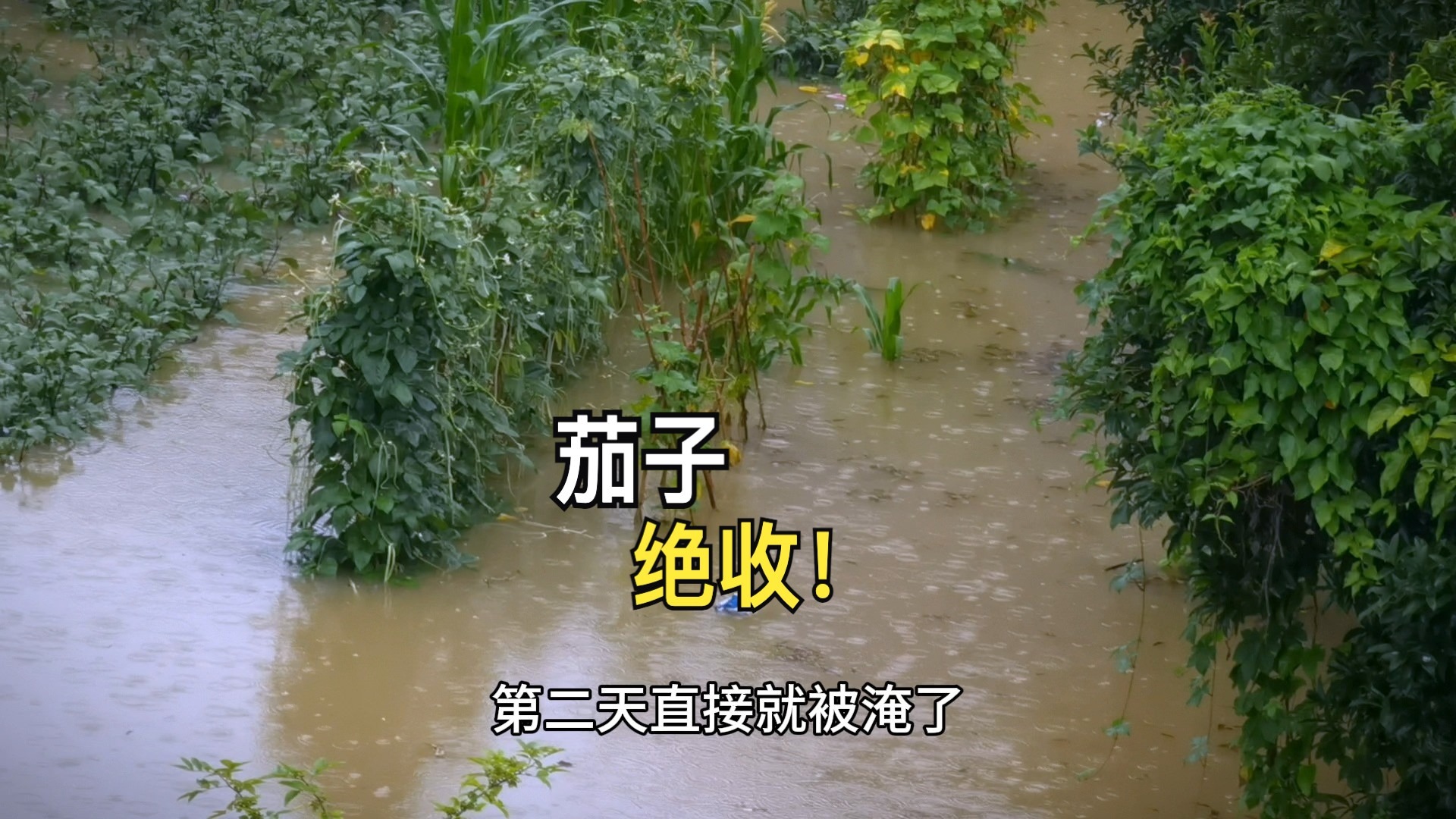 茄子长势喜人大丰收，一夜暴雨全被淹了，几天时间从丰收到绝收！