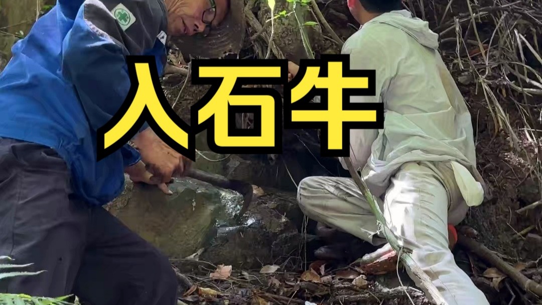 深山瀑布旁挖铁牛入石，它是常用又好用的木头