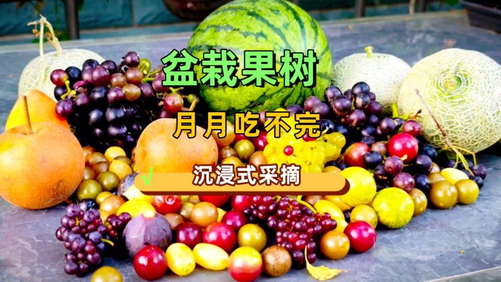 你们敢相信吗？我用花盆种出了几十种新奇的水果，月月有果吃