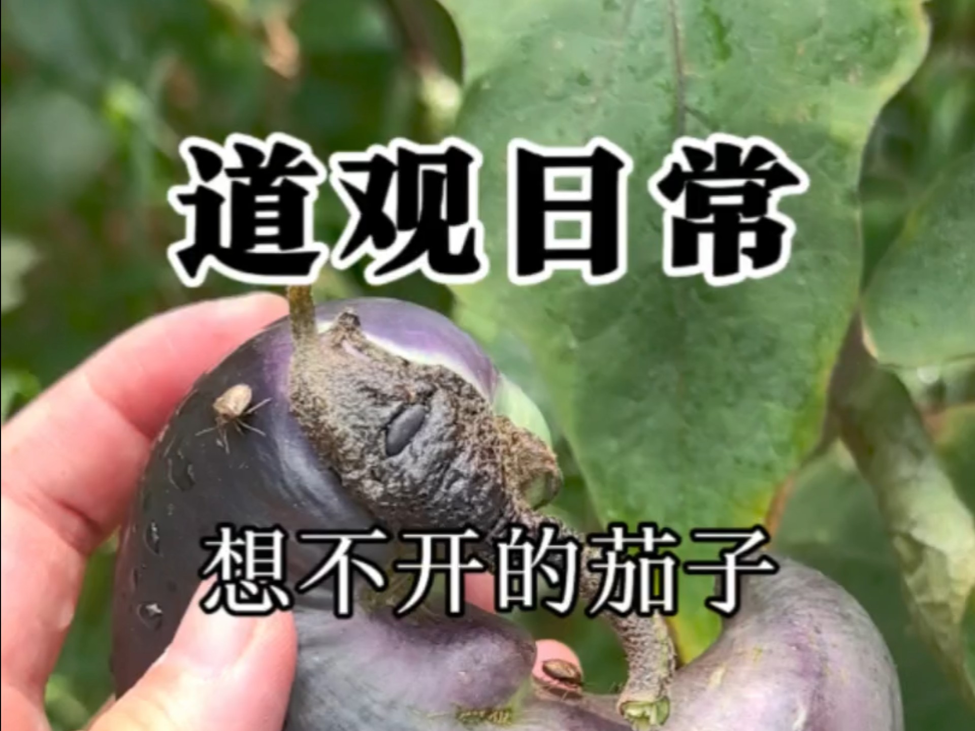 【道观日常】想不开的茄子