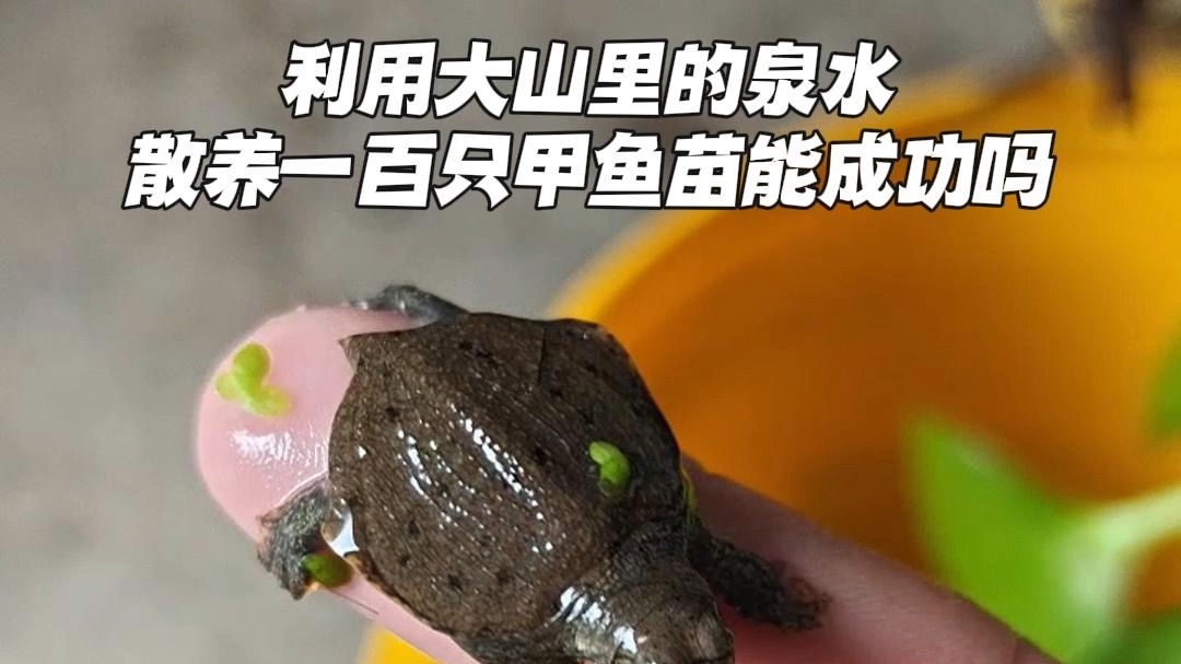 在山泉水池塘里，散养一百只甲鱼能成功吗？