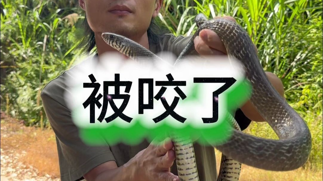 与专业蛇类科普up主：青蜂侠-阿朱，做了一件非常有意义的事。