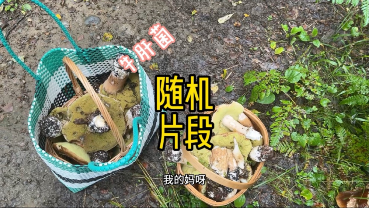 满意了吗？哈哈哈满意满意 牛肝菌爆筐啦