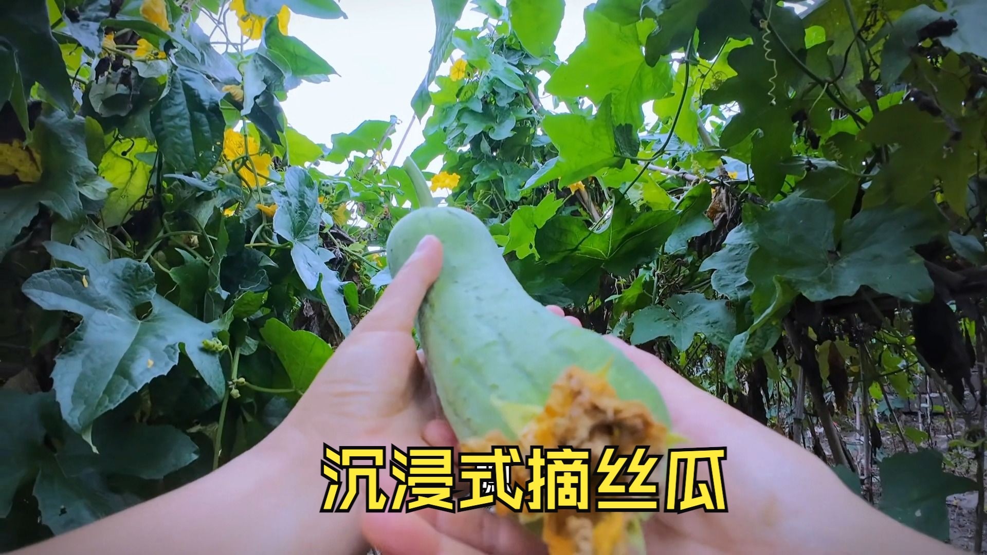 暴雨后肉丝瓜采摘，沉浸式体验丰收的快乐，短粗胖好可爱！